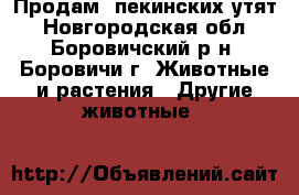 Продам  пекинских утят - Новгородская обл., Боровичский р-н, Боровичи г. Животные и растения » Другие животные   